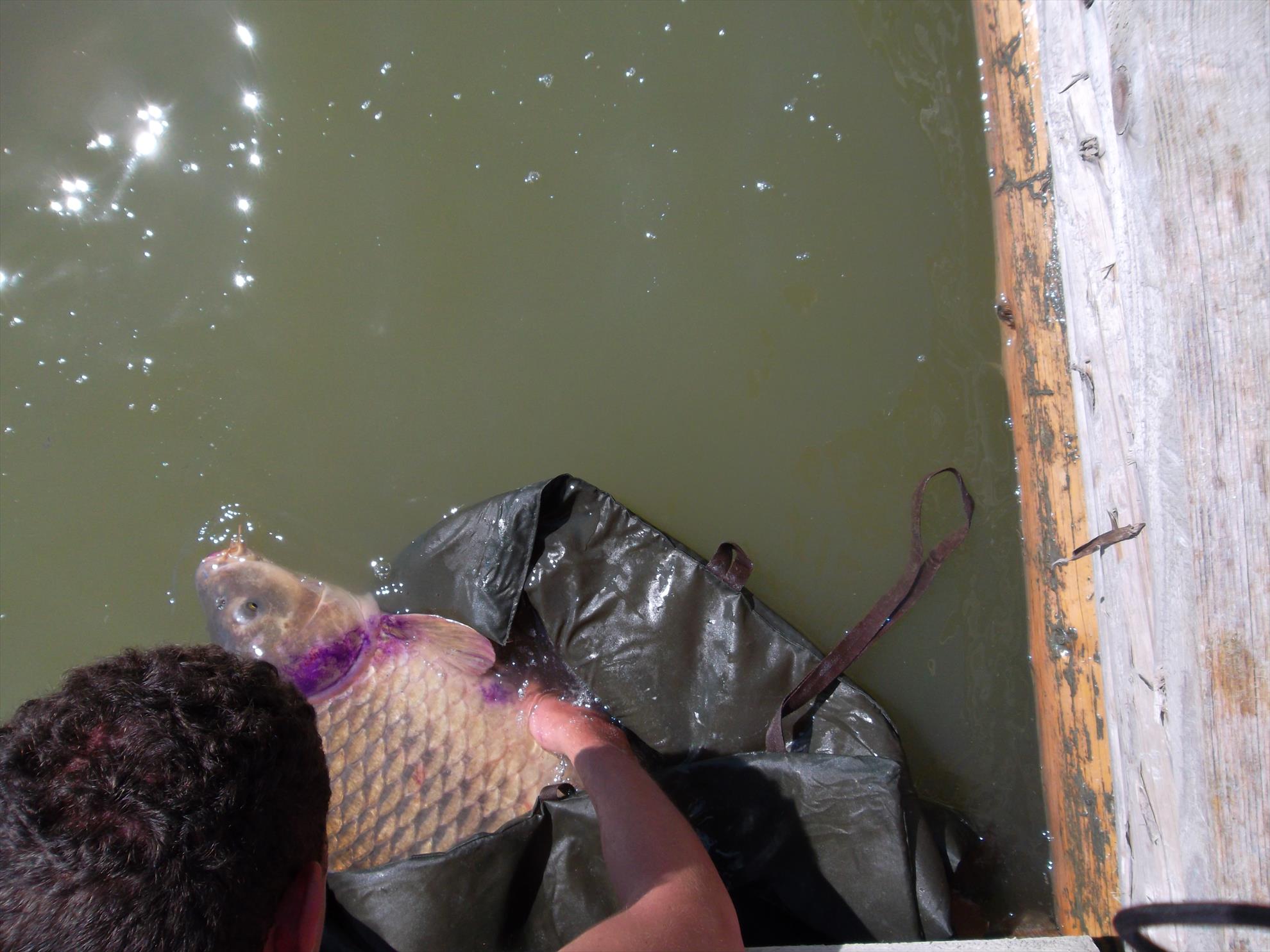 Corbu II 18 - 19 mai 2014 - sam3526.JPG